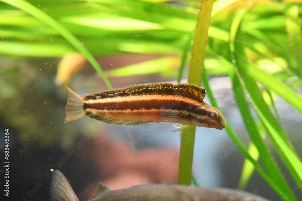 水中の水草の間を泳ぐニジギンポ（Striped poison-fang blenny mimic）の姿