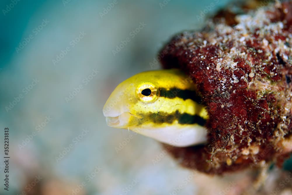 Striped Poison-fang Blenny Mimic (Petroscirtes breviceps, aka Shorthead Sabretooth Blenny, Shorthead Fangblenn), Looking out from its Nest. Triton Bay, West Papua, Indonesia