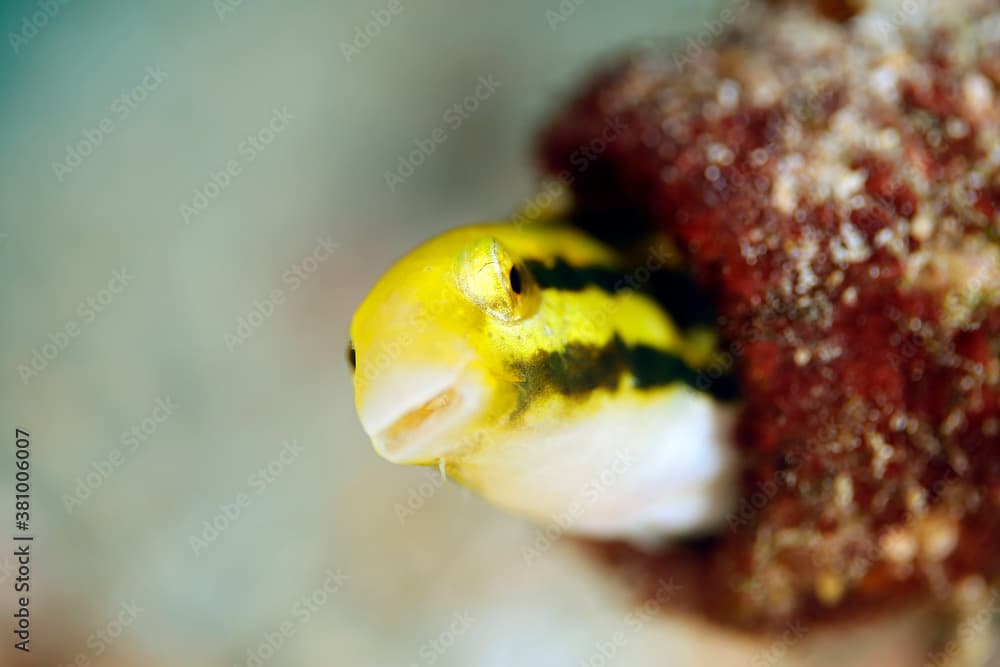 Striped Poison-fang Blenny Mimic (Petroscirtes breviceps, aka Shorthead Sabretooth Blenny, Shorthead Fangblenn), Looking out from its Nest. Triton Bay, West Papua, Indonesia