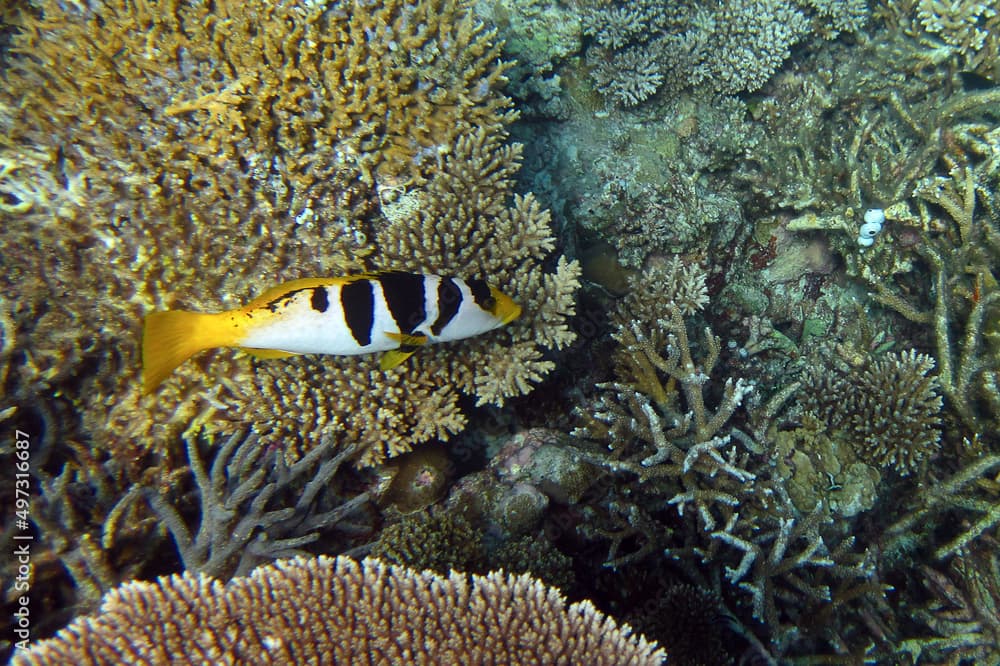 Saddle Grouper - Plectropomus Laevis - Chinese Grouper