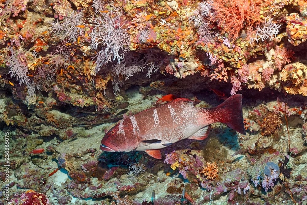 Blacksaddled coralgrouper (Plectropomus laevis) at the coral reef, Indian Ocean, Maldives, Asia