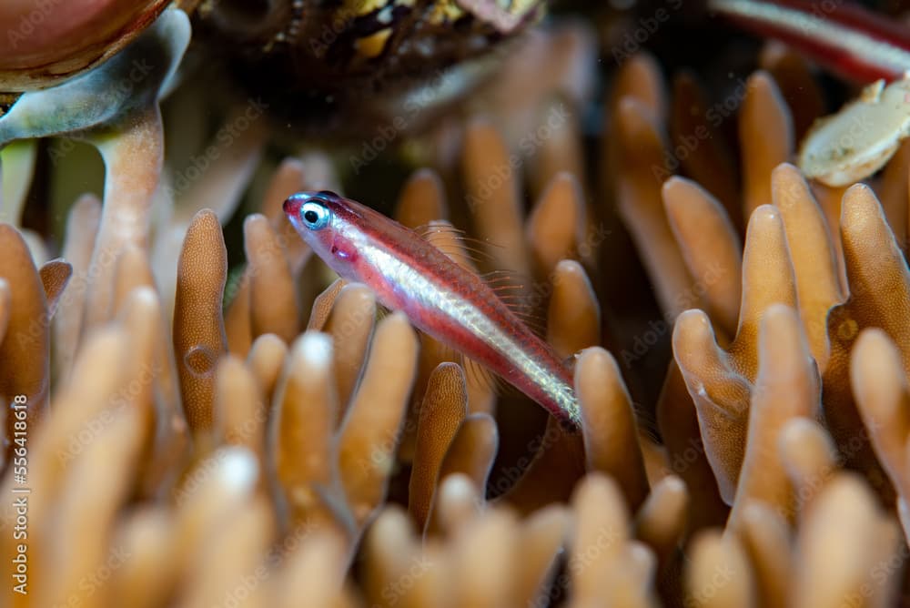 Twostripe Eviota Eviota bifasciata