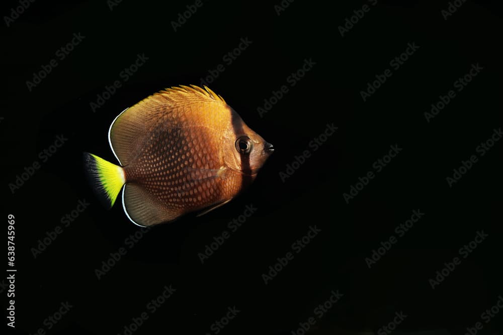 Tahitian Butterflyfish (Chaetodon trichrous) in black background