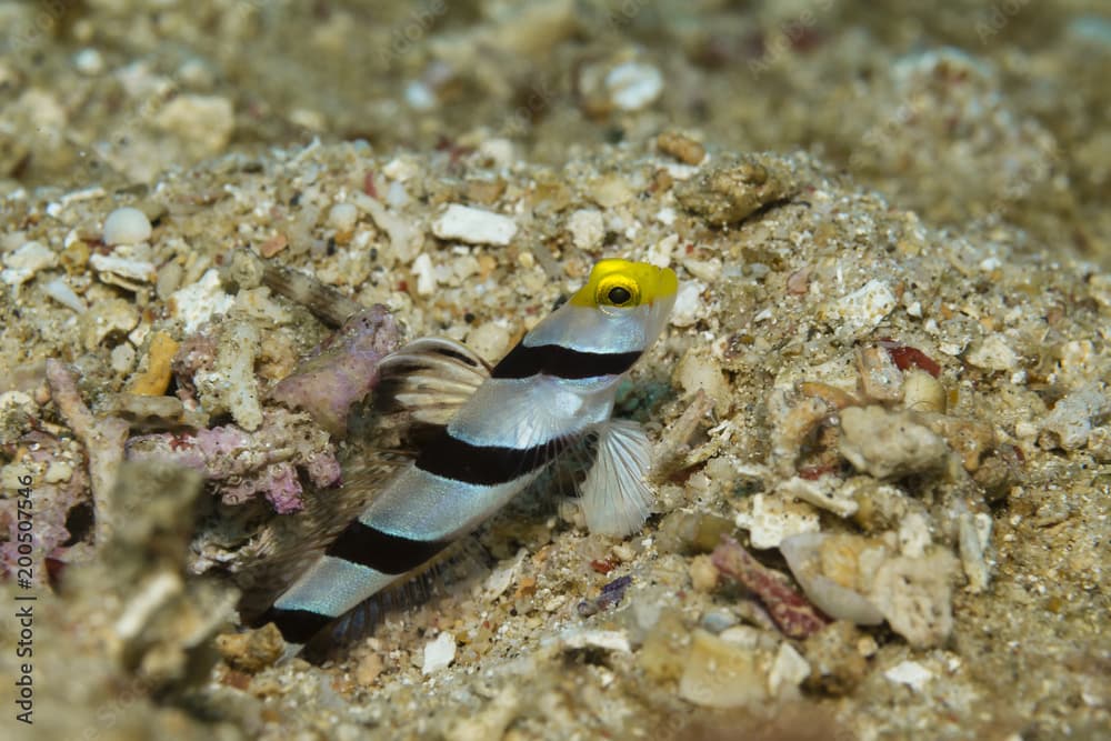 Gelbschnauzengrundel (Stonogobiops xanthorhinica)