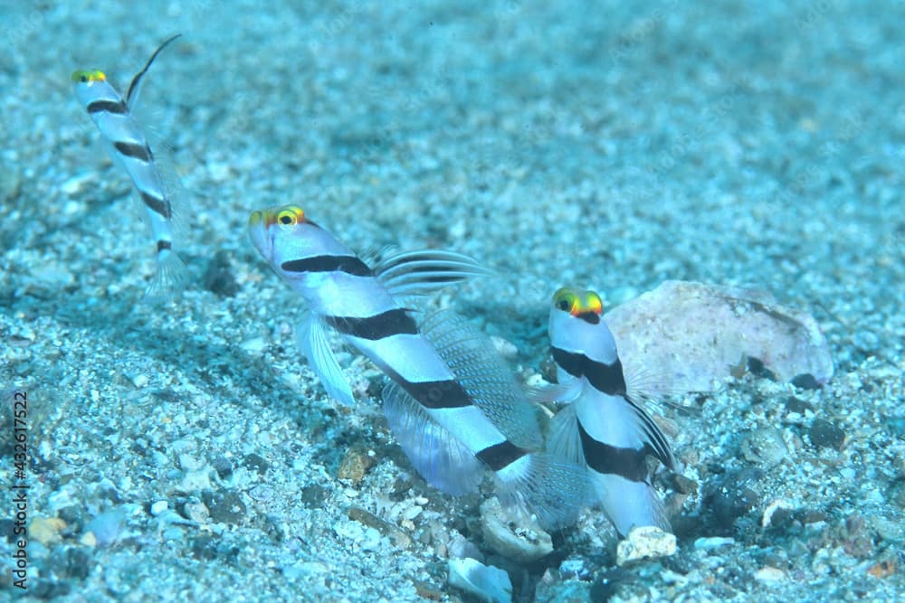 ネジリンボウとヒレナガネジリンボウ