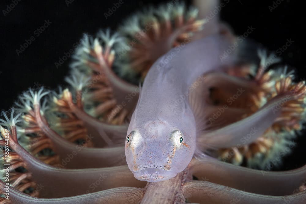 Ghost Goby