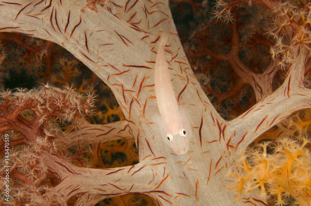 Sofcoral ghost goby, Pleurosicya boldinghi,  Raja Ampat Indonesia