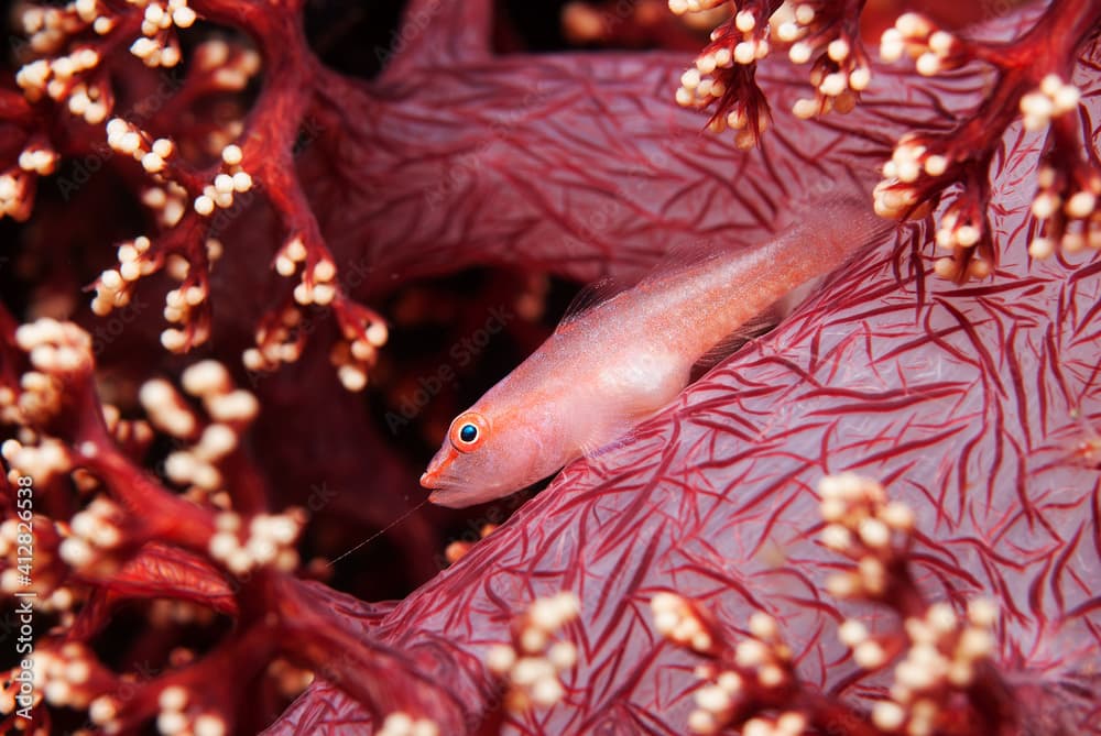 Soft-coral goby (Pleurosicya boldinghi) perched on a soft coral in Tulamben, Bali, Indonesia