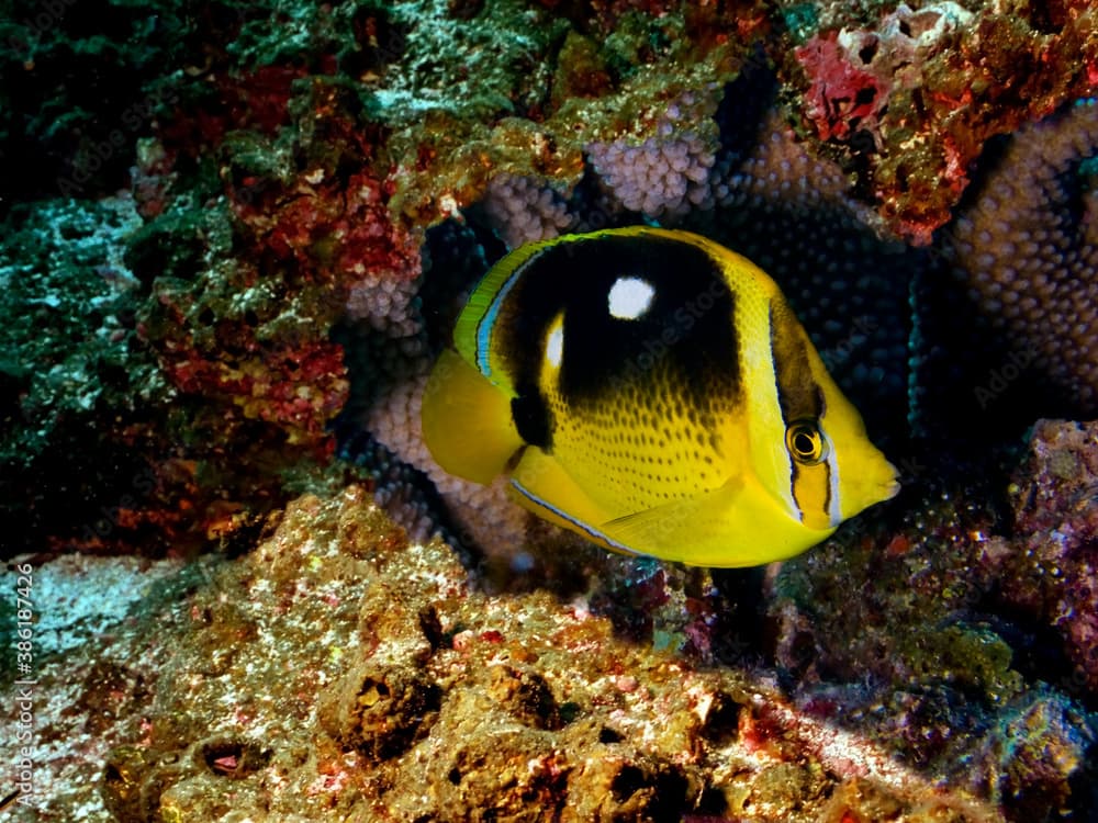 Fourspot Butterflyfish (Chaetodon quadrimaculatus)