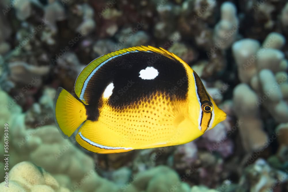 Close-up portrait of a Fourspot Butterflyfish (Chaetodon quadrimaculatus); Maui, Hawaii, United States of America