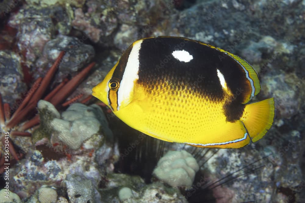 Fourspot Butterflyfish (Chaetodon quadrimaculatus); Maui, Hawaii, United States of America