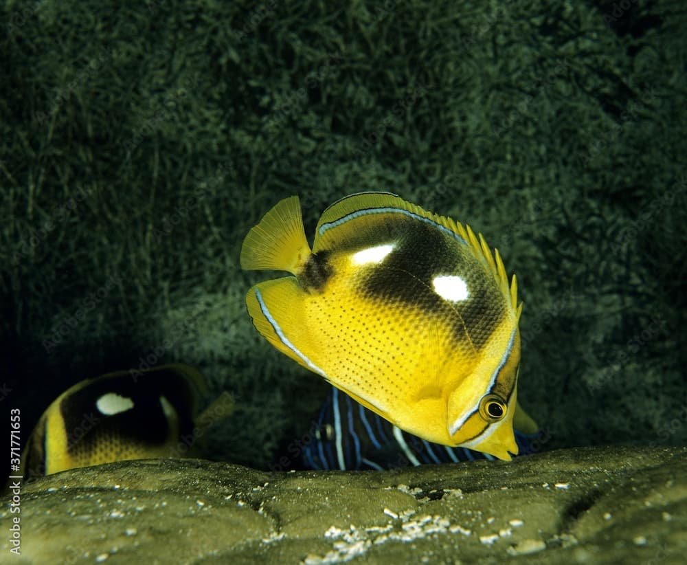 Fourspot Butterfly Fish, chaetodon quadrimaculatus