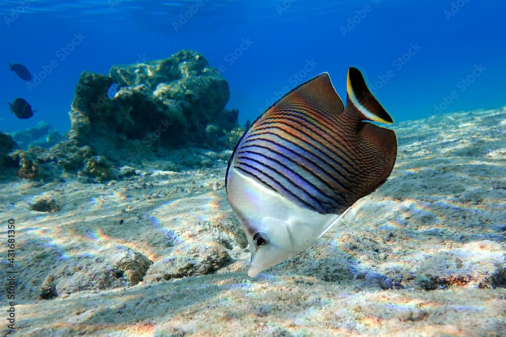 Coral fish - Tropical fish - Whiteface butterflyfish (Chaetodon  mesoleucos ) in Red sea                                                                                           