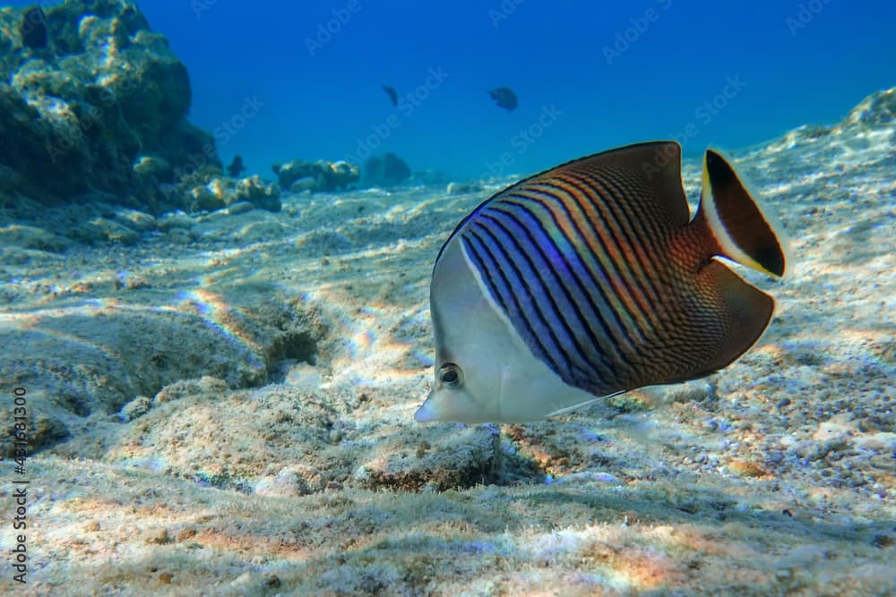 Coral fish - Tropical fish - Whiteface butterflyfish (Chaetodon  mesoleucos ) in Red sea                                                                                           