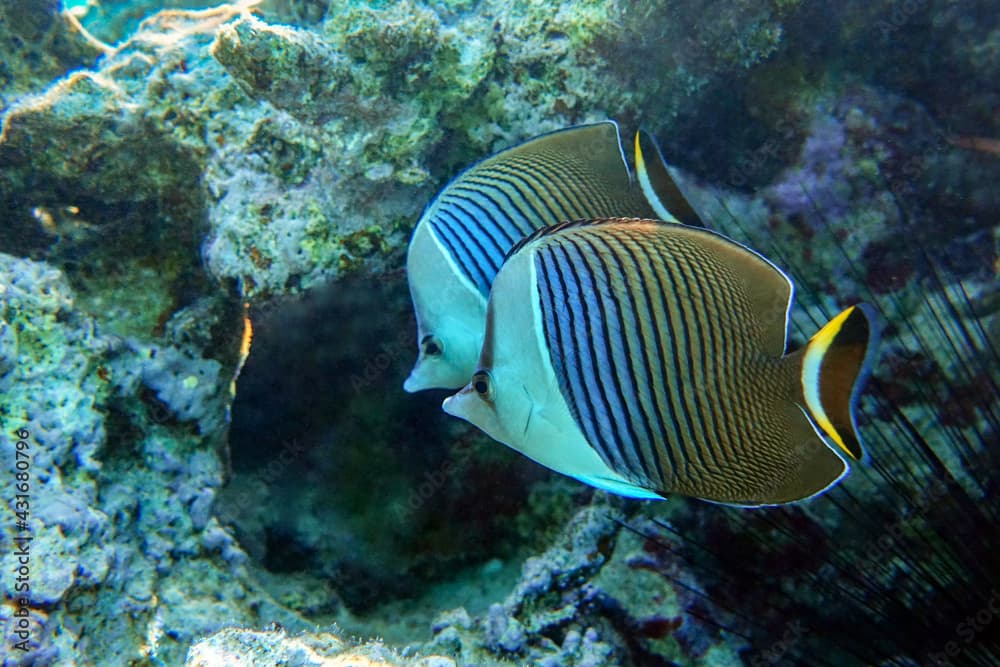 Coral fish - Tropical fish - Whiteface butterflyfish (Chaetodon  mesoleucos ) in Red sea                                                                                           