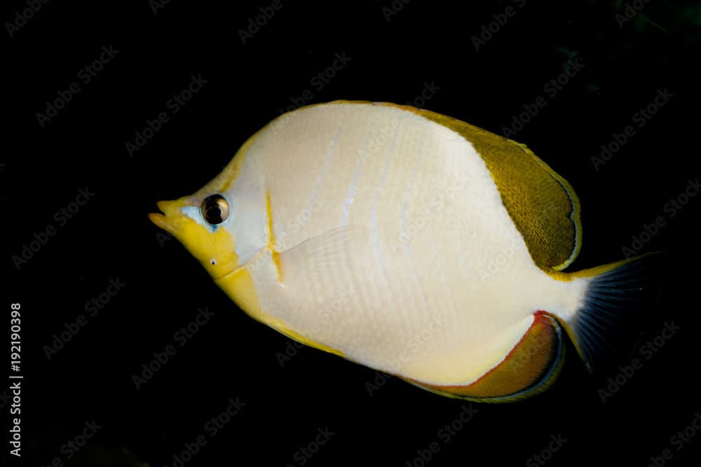 Yellowhead butterflyfish (Chaetodon xanthocephalus)