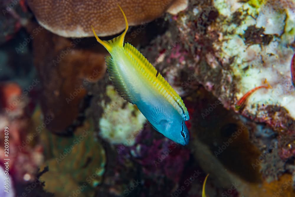 Eye-Lash Harptail Blenny Meiacanthus atrodorsalis