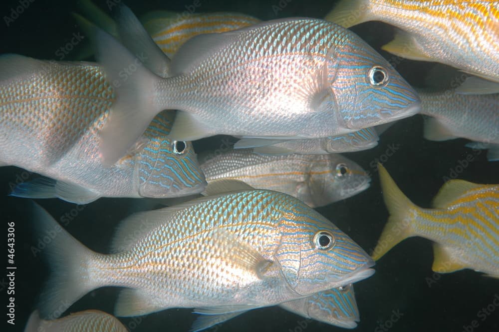 White Grunts, Haemulon plumierii