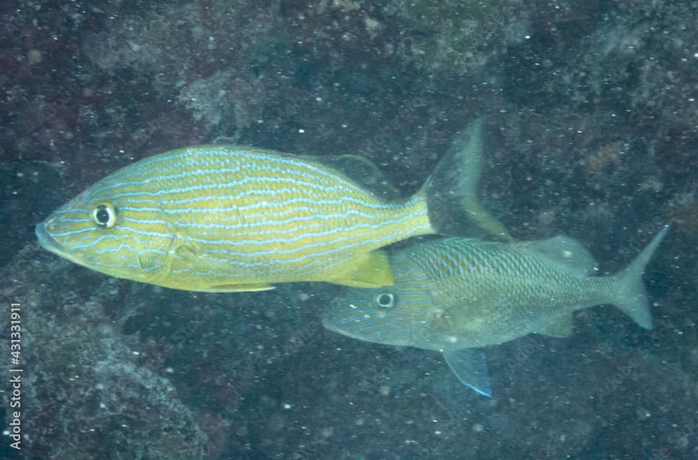 BLue Striped Grunt and White Grunt