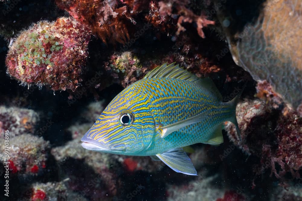 White grunt in the Mesoamerican Reef