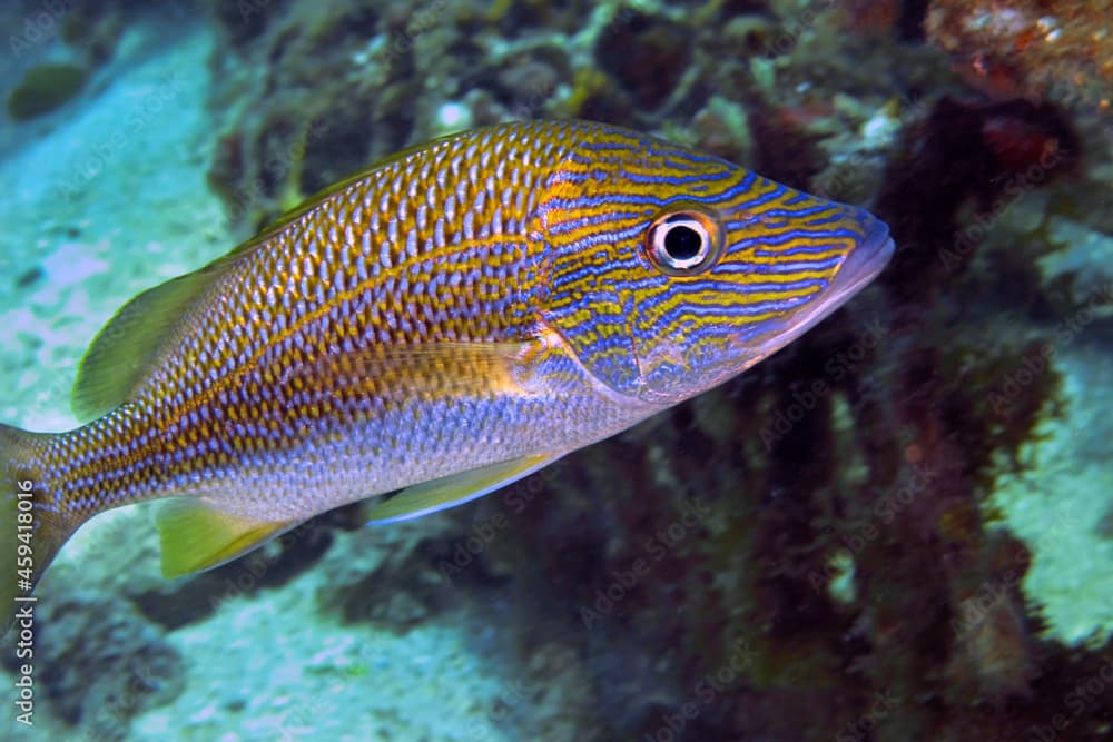 White Grunt, Common Grunt, Haemulon plumierii, Coral Reef, Caribbean Sea, Playa Giron, Cuba