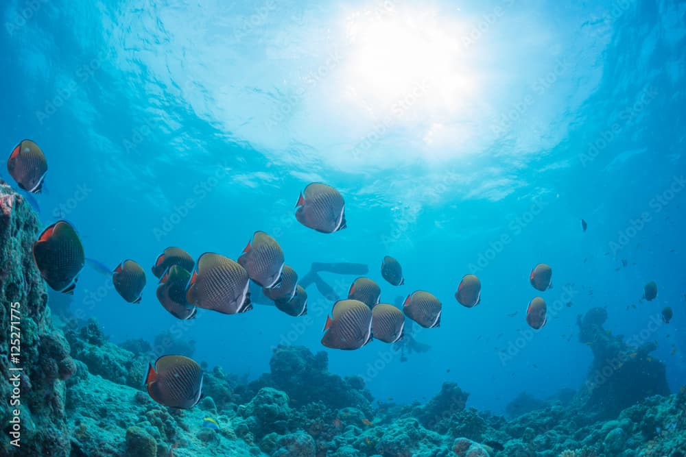 Collare butterflyfish