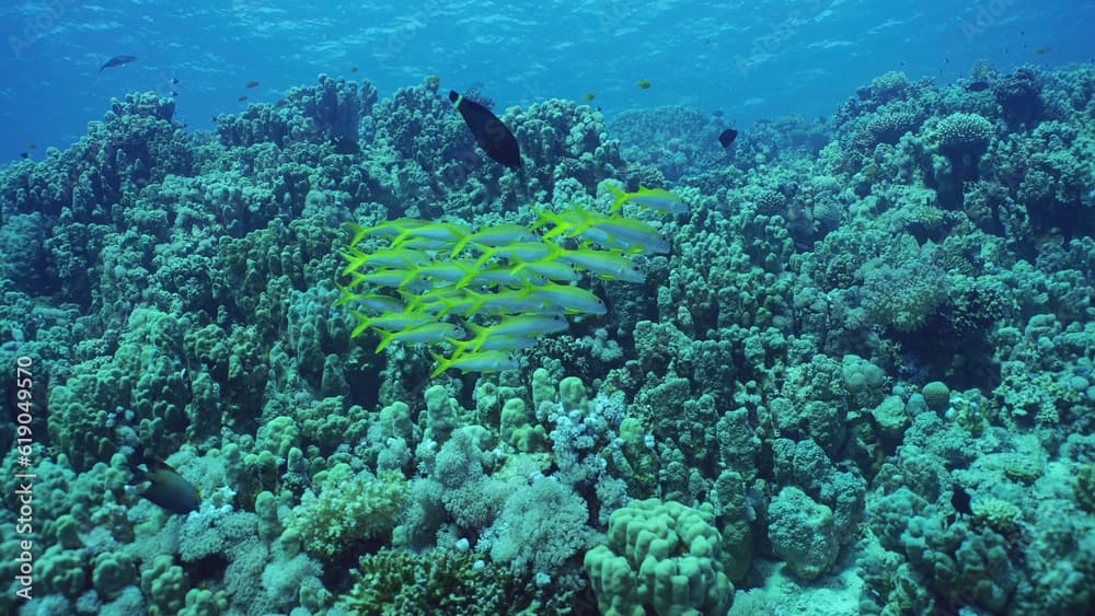 School of Yellowfin Goatfish (Mulloidichthys vanicolensis) swims over coral reef, Red sea, Safaga, Egypt