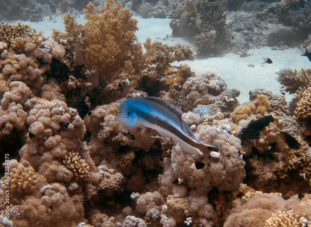 A Blue Blanquillo (Malacanthus latovittatus) in the Red Sea, Egypt