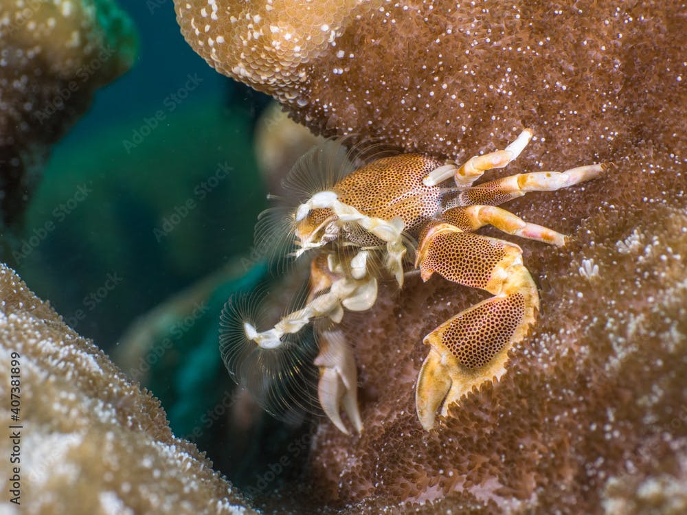 Porcelain crab on a sea anemone (Mergui archipelago, Myanmar)