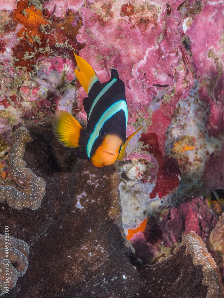 Clark's anemonefish with Adhesive anemone (Mergui archipelago, Myanmar)