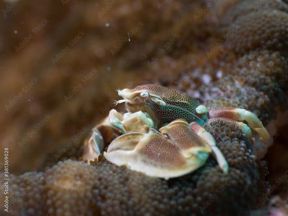 Anemone crab on Adhesive anemone (Mergui archipelago, Myanmar)