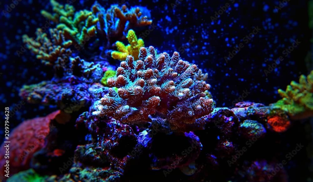 Bushy Acropora SPS Coral in saltwater reef aquarium tank