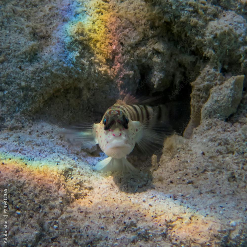 Rainbow light on sandy reef close up of tropical blenny fish