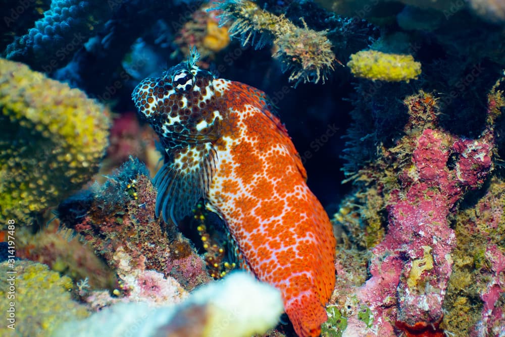 blenny fish in the ocean