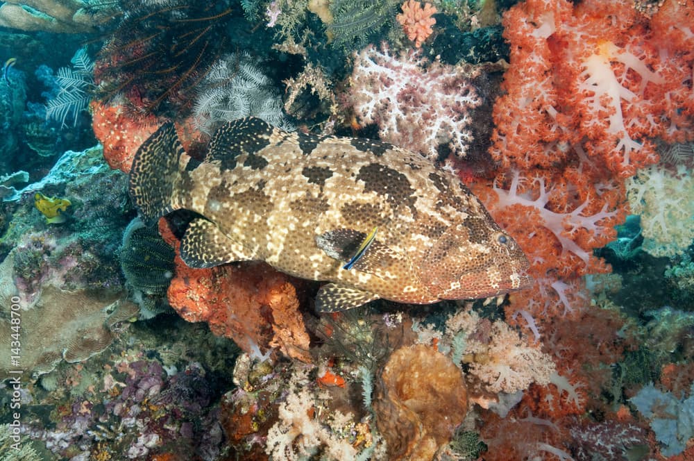 Brown marbled grouper, Epinephelus fuscoguttatus, Komodo Indonesia.