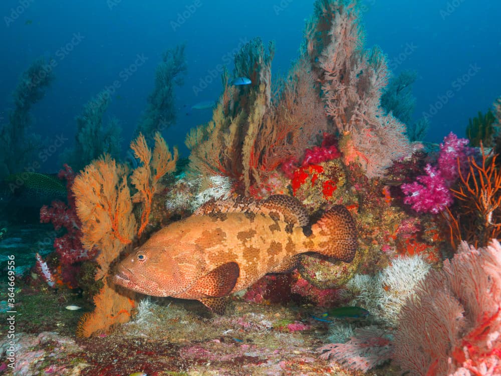 Brown marbled grouper with Knotted fan corals