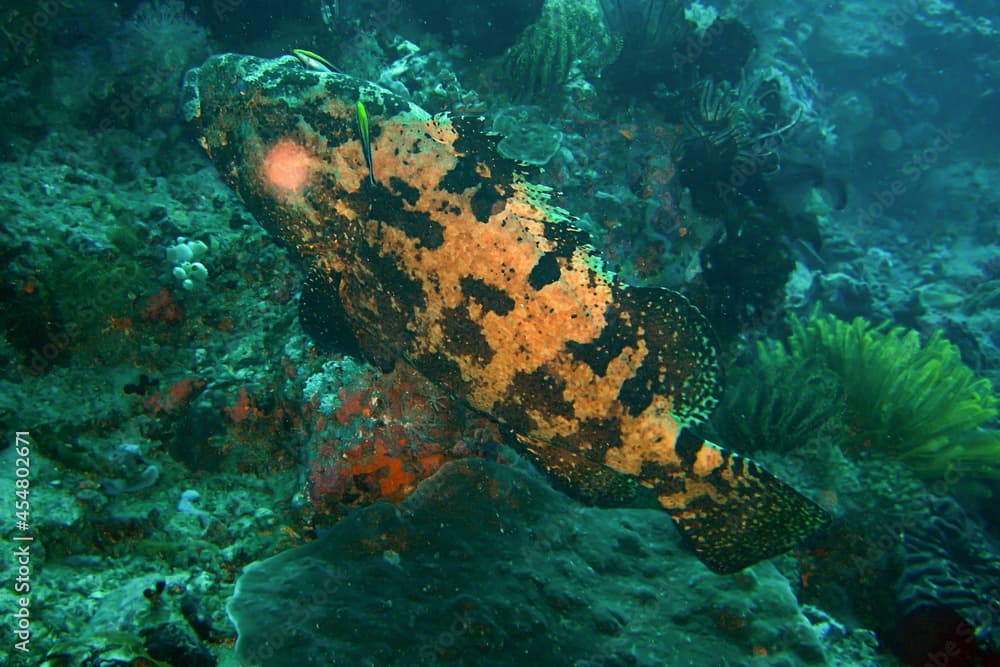 Flowery Cod (Epinephelus Fuscoguttatus) in the filipino sea 12.11.2011