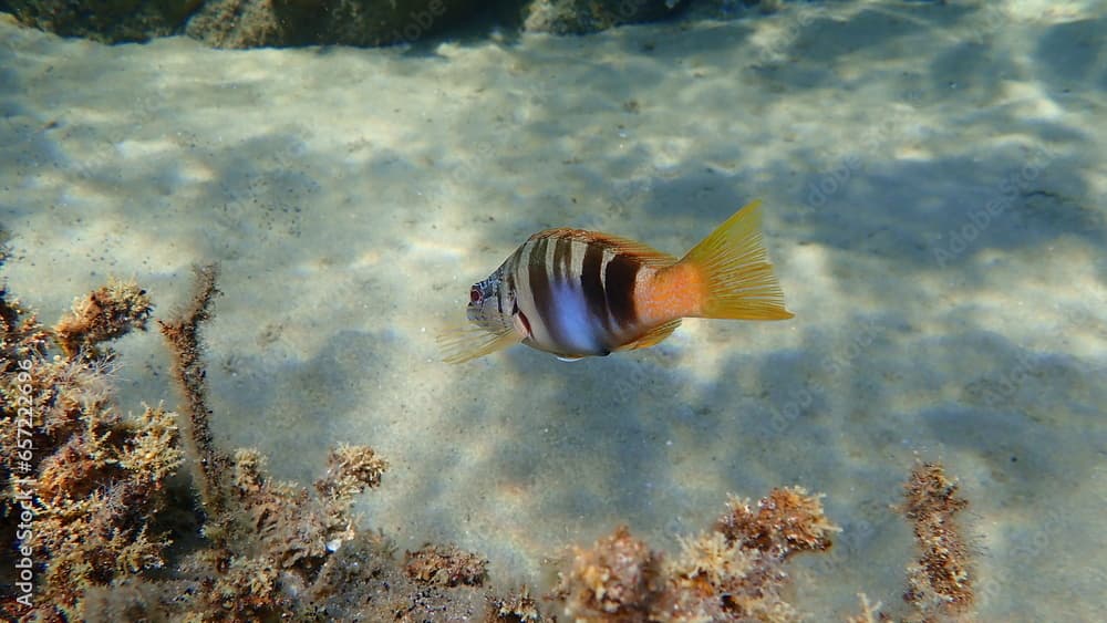 Painted comber (Serranus scriba) undersea, Aegean Sea, Greece, Halkidiki

