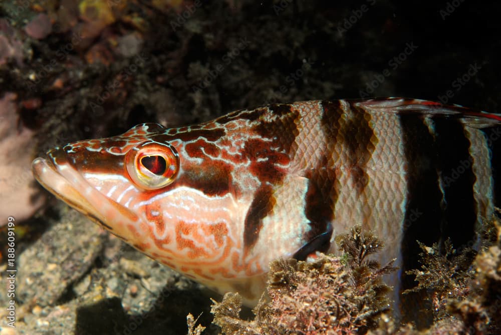 Serranus scriba 792_102 cabeza, Serrano, cabra, Vaquilla de roca