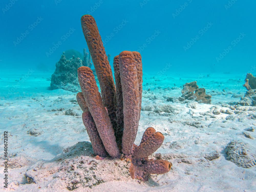 branching vase sponge,Callyspongia ,Cladochalina, aculeata