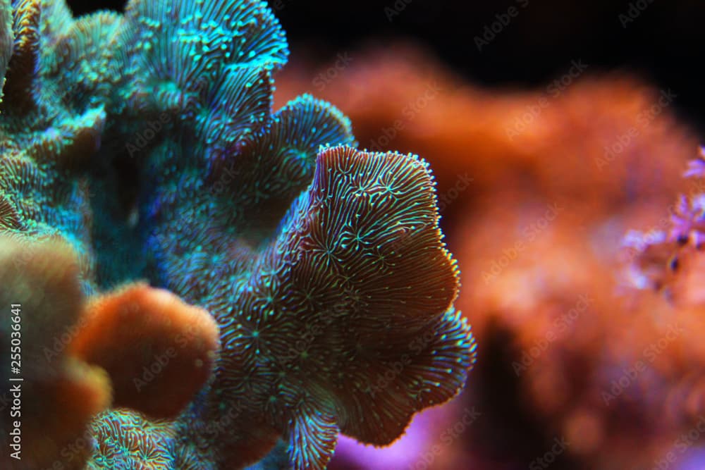 Pavona Coral SPS - Pavona decussatus