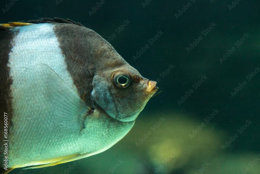 Brown and white butterflyfish Hemitaurichthys zoster