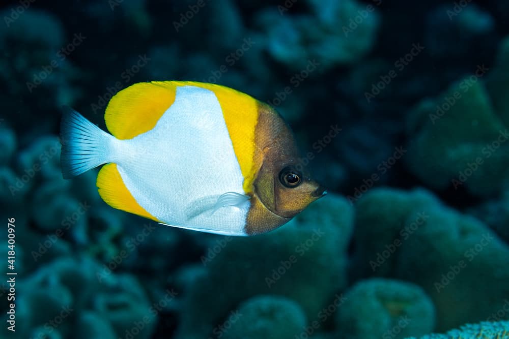 Pyramid butterflyfish (hemitaurichthys zoster) in Layang Layang, Malaysia