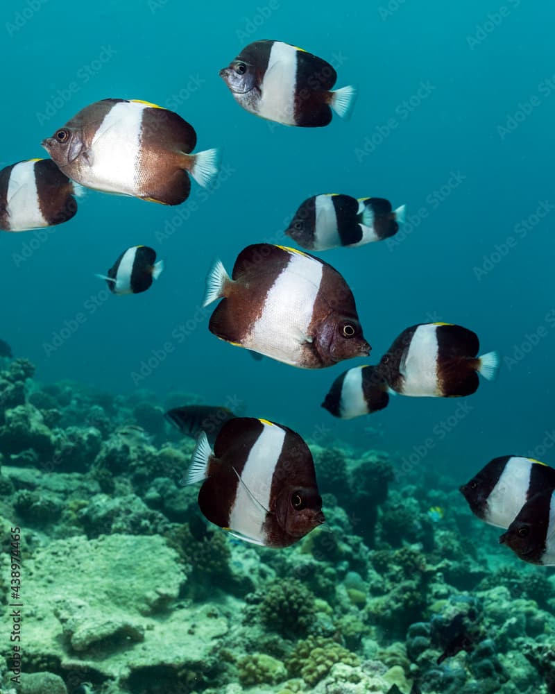 Black Pyramid Butterflyfish, Hemitaurichthys zoster, in Maldives