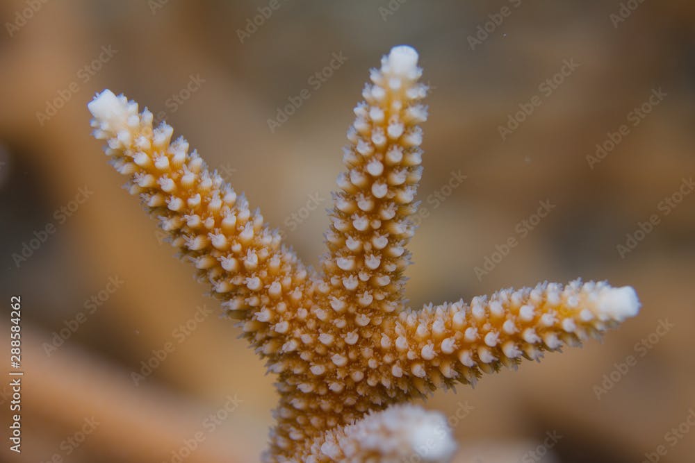 Critically Endangered Staghorn Coral