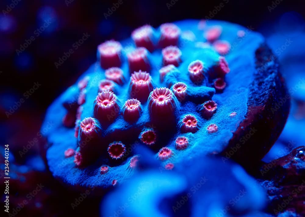 Corals in a marine aquarium.