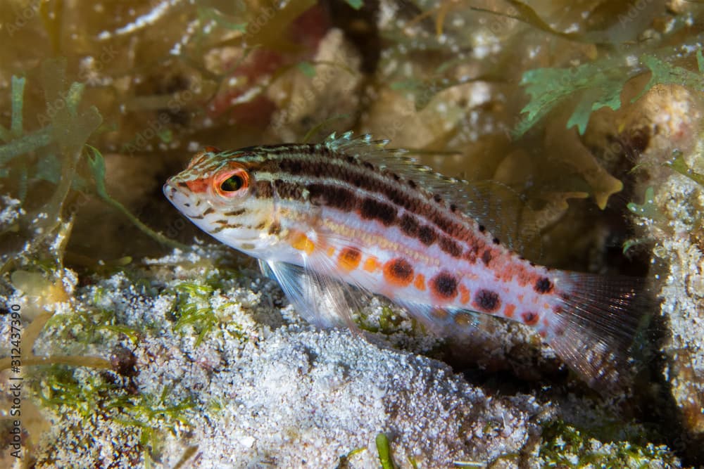 Lantern Bass on a coral reef - Cozumel