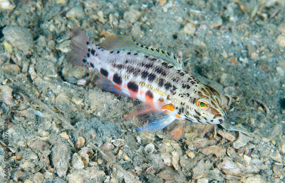 Lantern Bass resting on its pectoral fins.