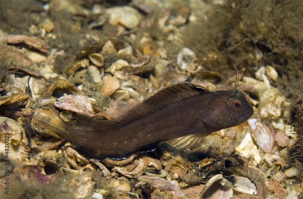 Seaweed Blenny, Parablennius marmoreus