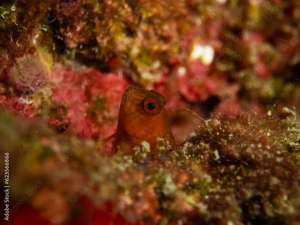 seaweed blenny in ocean floor in  Flower Garden Banks National Marine Sanctuary